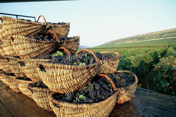 Burgundy wine tour