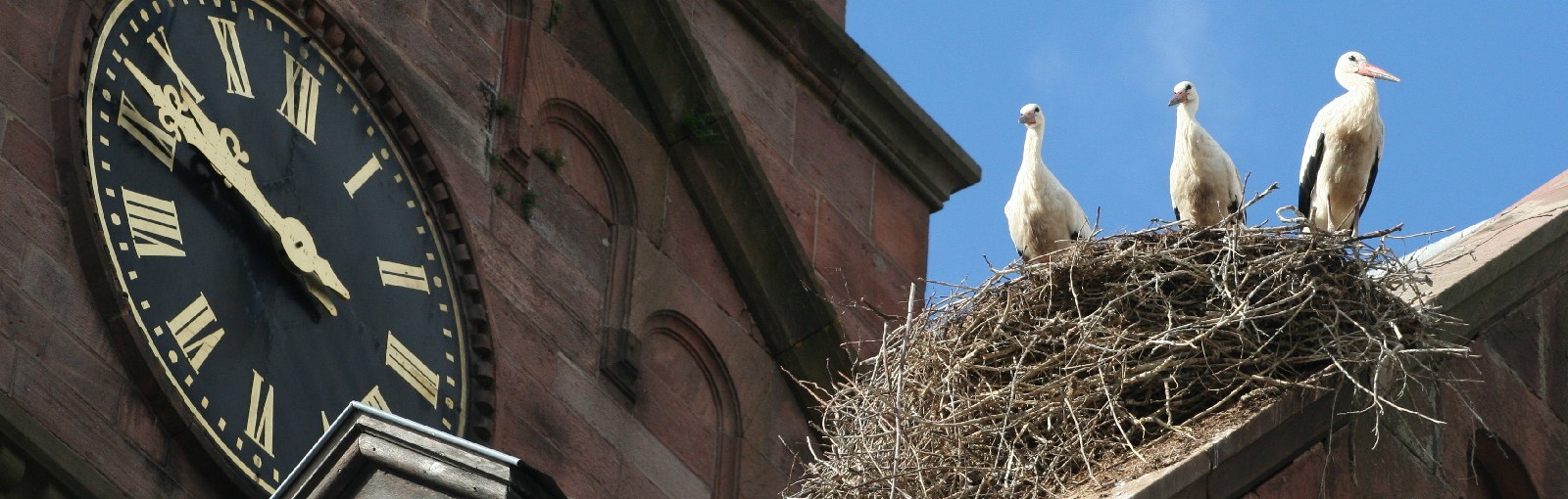 Alsace - Regional tours