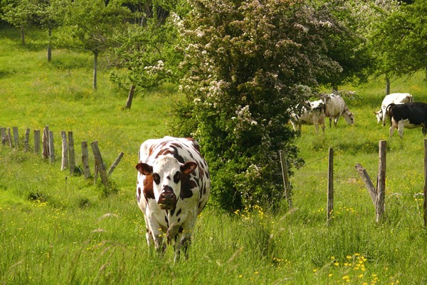 Norman cow - Landing beaches - DDay - American Cemetary - Caen Memorial - Omaha - Honfleur - Beuvron - Blangy - Lisieux