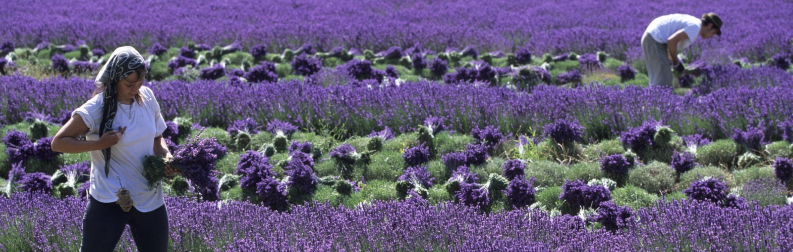 Tours One day in Provence by TGV train - Full days - Day tours from Paris