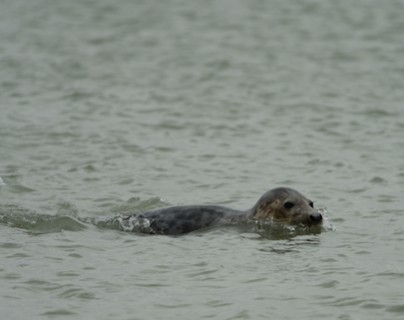 Somme bay - seals