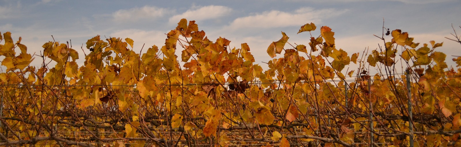 Tours Champagne - Burgundy - Berry - Multi-regional - Multiday tours from Paris