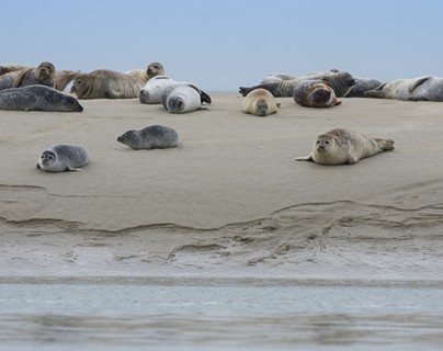 Somme bay - Seals