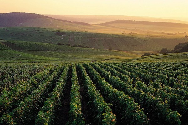 Champagne - Burgundy - Multi-regional - Multiday tours from Paris