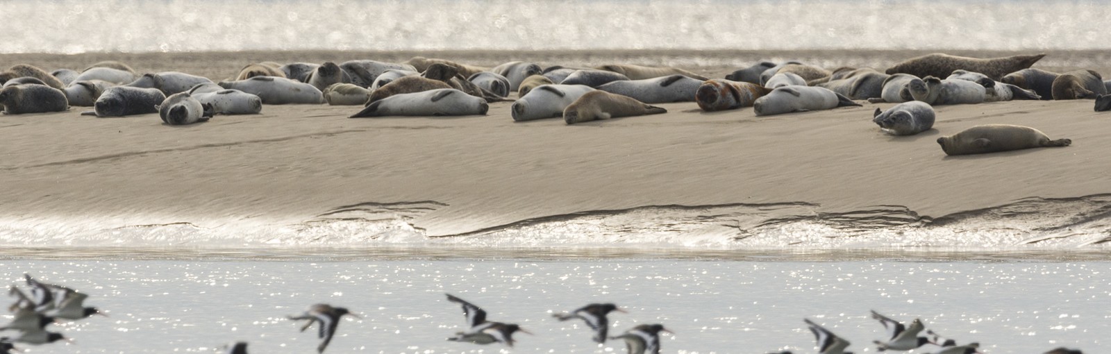 Somme Bay - seals