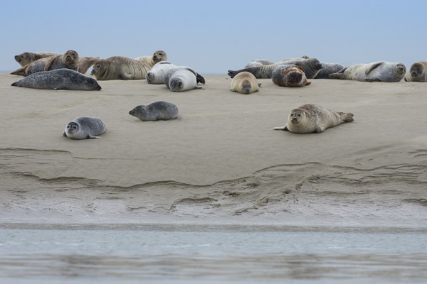 Somme bay - seals - Crotoy - Hourdel